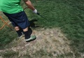 米カリフォルニア州サンディエゴで、枯れた芝に「芝生スプレー」を塗布する地元企業ローンリフトの従業員（2015年5月12日撮影）。(c)AFP/MARK RALSTON