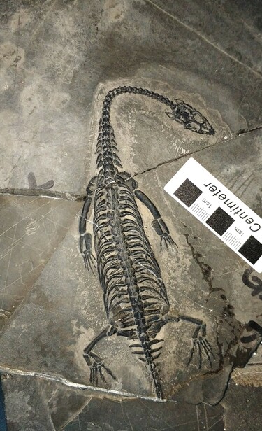 中国の古生物学者ら、ケイチョウサウルスの思春期の発達を解明 写真2枚 