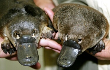 カモノハシのゲノム解読、ほ乳類誕生の経緯解明に期待 写真1枚 国際