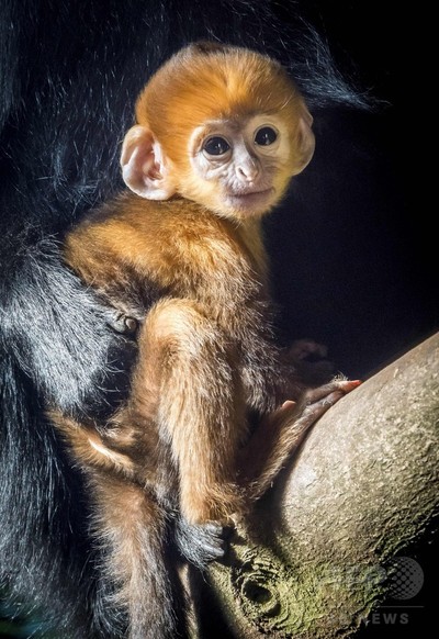 鮮やかなオレンジ色のサルの赤ちゃん 大人になると真っ黒に 写真2枚 国際ニュース Afpbb News