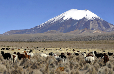 ラマの毛にも金融危機が影響、ボリビア