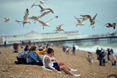 凶暴カモメの恐怖、英国の行楽客を襲う