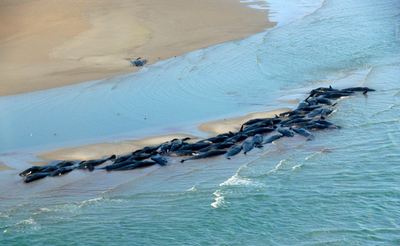 座礁のマッコウクジラ50頭、生き残りは1頭に 豪州