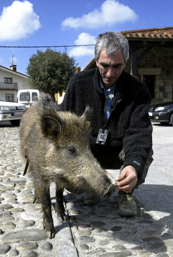 干支のイノシシが元日に大暴れ、住民4人が軽傷 - 愛媛