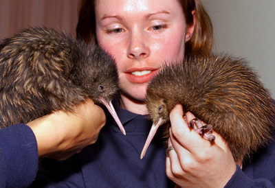 キウイに最も近い祖先はアフリカの巨大鳥類