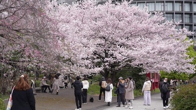 動画:桜の「はかなさ」満喫 東京都内で満開