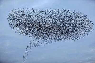 何に見える？ 空を舞うムクドリの群れ イスラエル