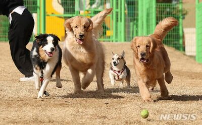 ソウル中心部の憩いのスポットに「ペット犬の出入り」を許可するか？…反対46 賛成20