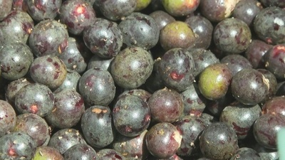 動画:「アサイー」栽培拡大、生物多様性損なう恐れ ブラジル・アマゾン