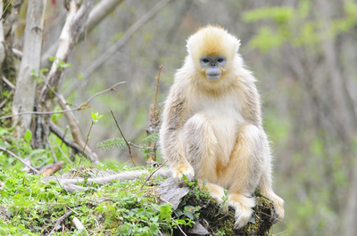 【写真特集】めったに見られないキンシコウや華南トラ、中国の希少動物