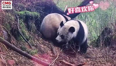 中国四川で「恋愛」中の野生パンダ メロドラマのようなシーンを披露