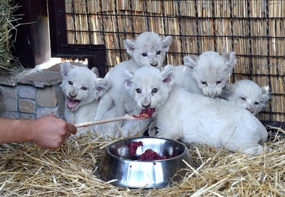 元気なホワイトライオンの赤ちゃん5頭をお披露目、ウクライナ