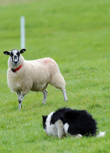 英イングランドで牧羊犬コンテスト