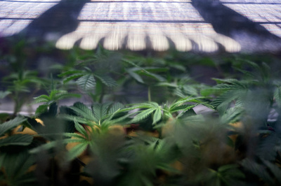 米政権、大麻規制緩和を提案 解熱鎮痛剤と同等扱いに