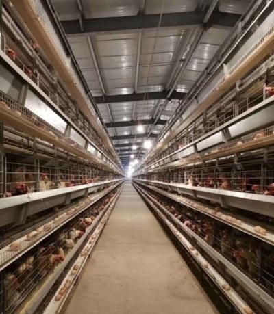 新型コロナで卵が売れない… 養鶏家が「起死回生の策」 中国・江蘇