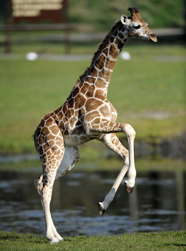 独サファリパークのキリンの赤ちゃん、初めてのお散歩でスキップ