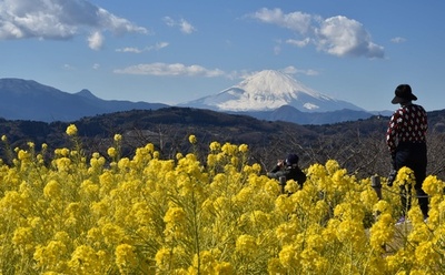 早咲きの菜の花、富士山と共演 神奈川・吾妻山公園