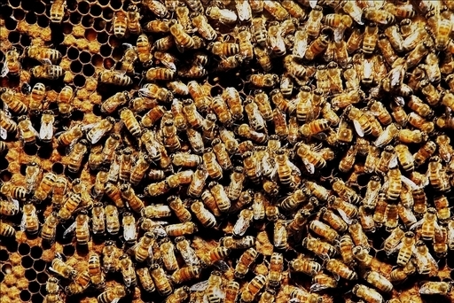 市民マラソンにハチの大群、30人病院へ　佐賀