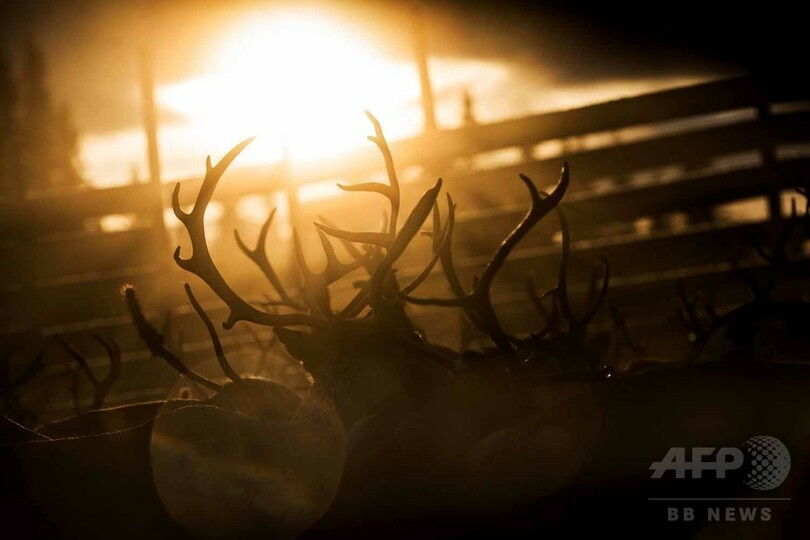 【AFP記者コラム】知られざる圧倒的な美─北欧の遊牧民サーミとトナカイの大移動