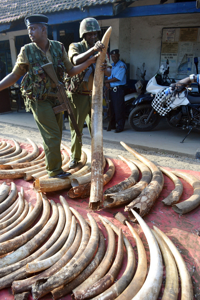 象牙密売、背後で暗躍する犯罪組織 ケニア