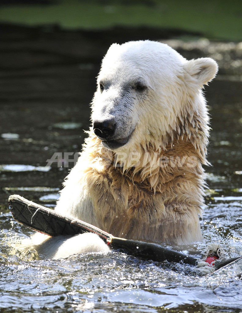 真夏も元気、世界一有名なホッキョクグマ「クヌート」