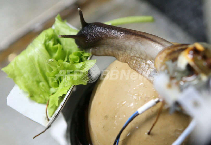 大気汚染の監視にカタツムリ抜てき、ロシア