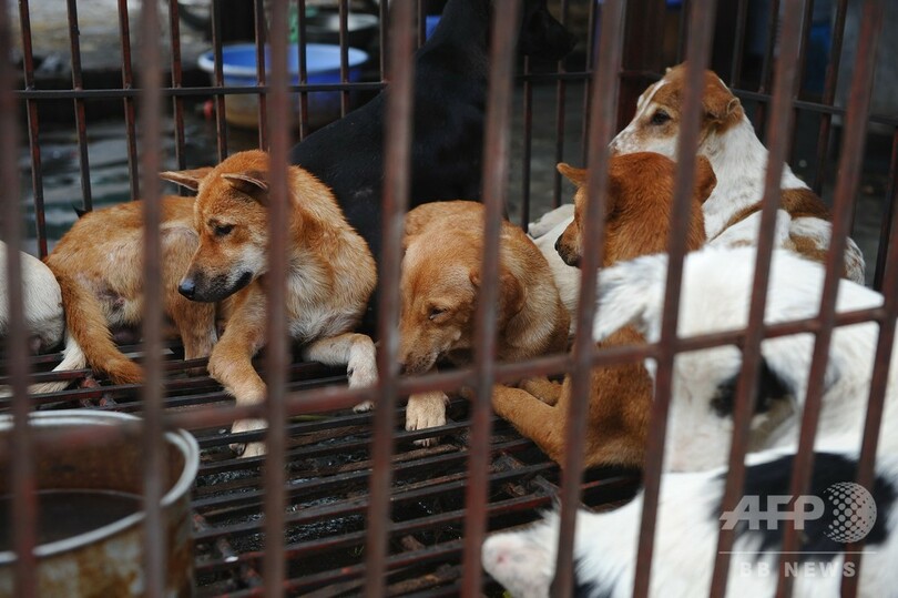 越首都ハノイ市当局 市民に犬肉食をやめるよう呼び掛け 猫肉も 写真3枚 国際ニュース Afpbb News