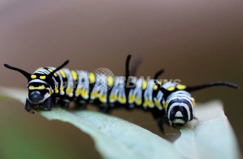 オオカバマダラ、森林伐採と除草剤の影響で個体数減少 WWF調査