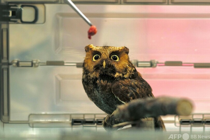 希少種タイワンコノハズクの赤ちゃん健診 台湾