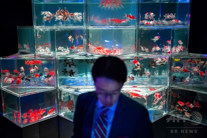 金魚がつくる幻想的な 涼 日本橋 アートアクアリウム 写真12枚 国際ニュース Afpbb News