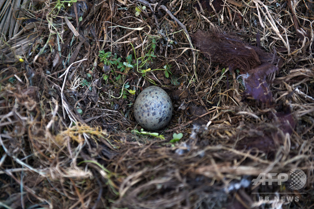 鳥類の有色卵、起源は恐竜に 化石分析で判明 鳥類の有色卵、起源は恐竜に 化石分析で判明