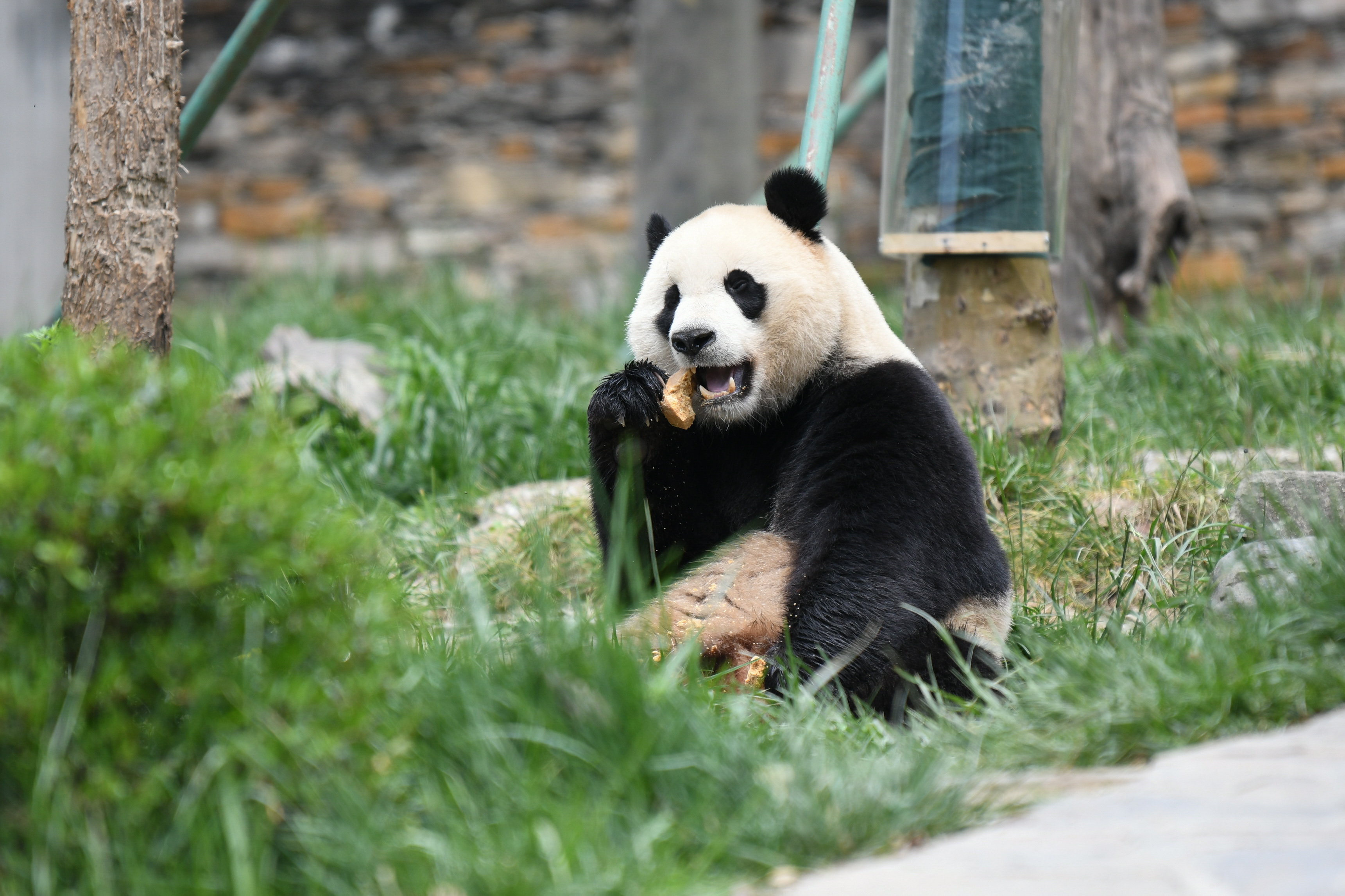 2024年生まれの25頭のパンダをお披露目 中国・四川省｜TBS NEWS
