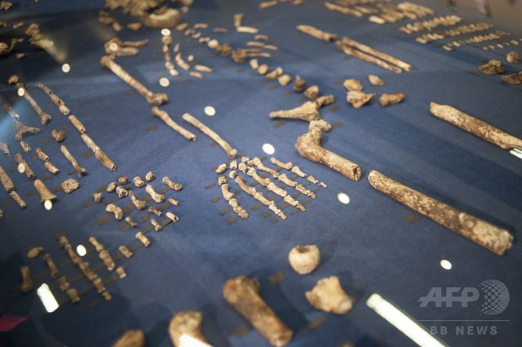 新種のヒト属「ホモ・ナレディ」、樹上生活も道具使用か 研究 新種のヒト属「ホモ・ナレディ」、樹上生活も道具使用か 研究