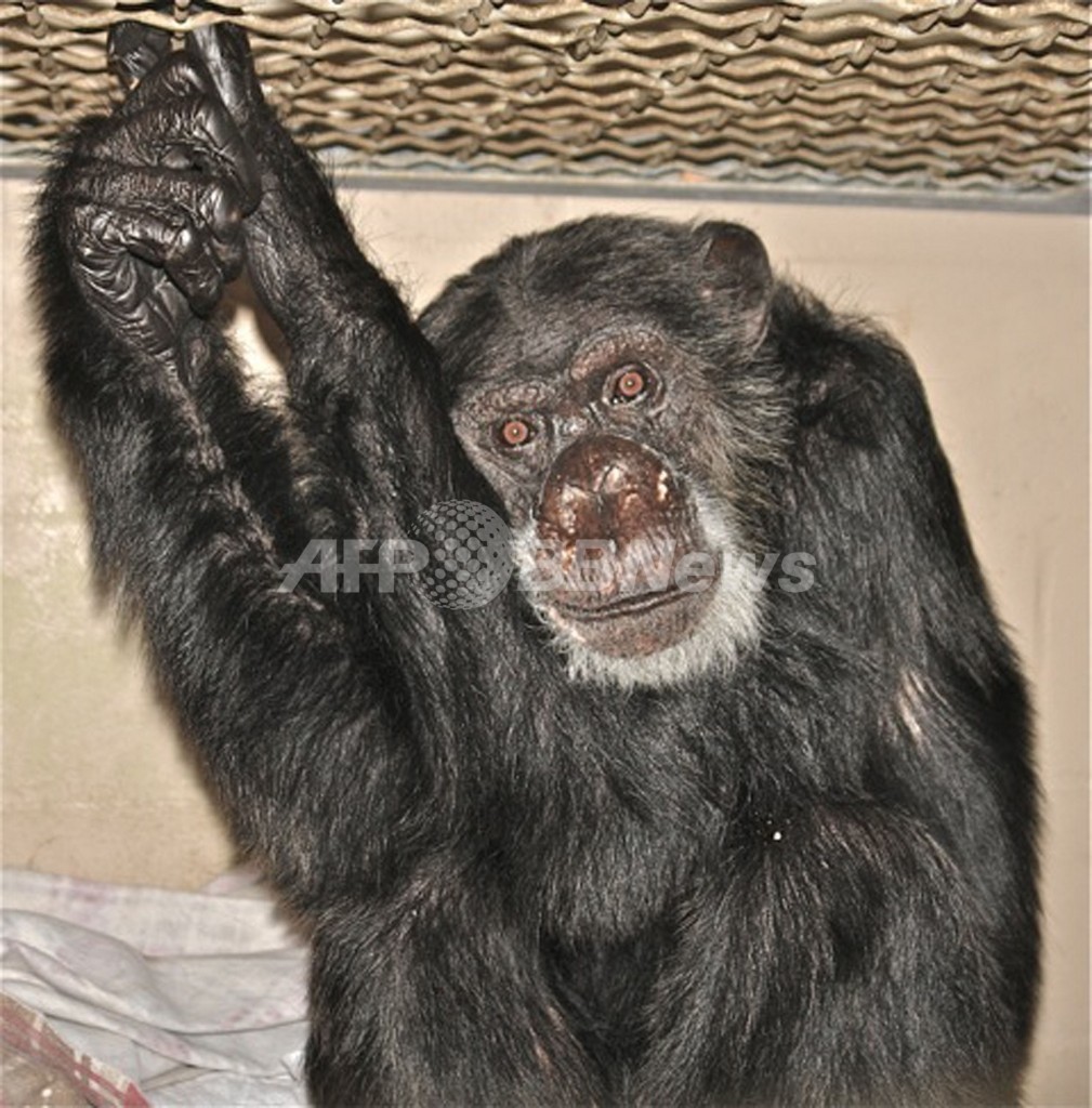 映画 ターザン のチンパンジーが大往生 80歳 写真2枚 国際ニュース Afpbb News