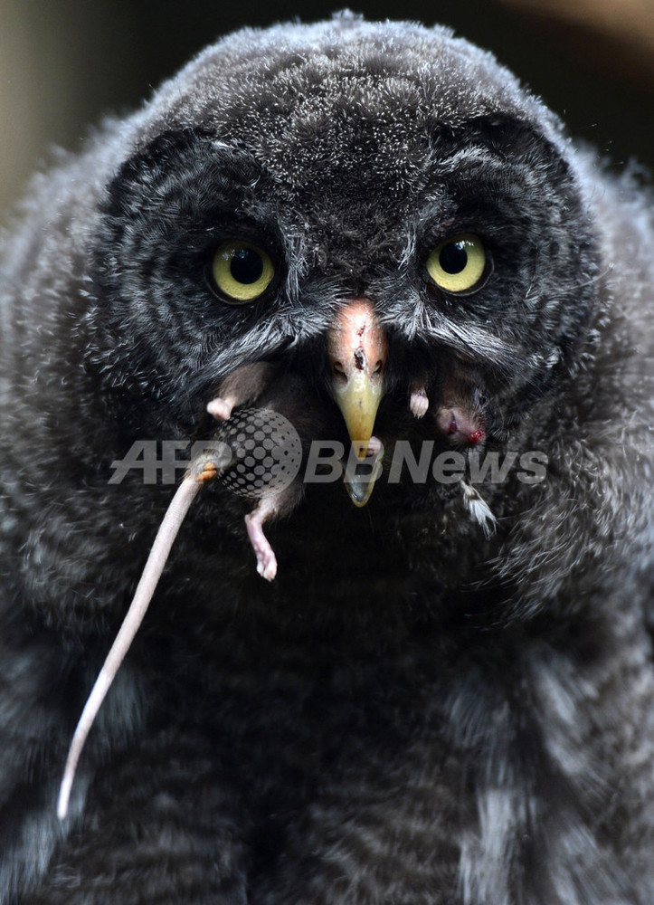 ネズミほおばるカラフトフクロウの子ども 写真8枚 国際ニュース：AFPBB