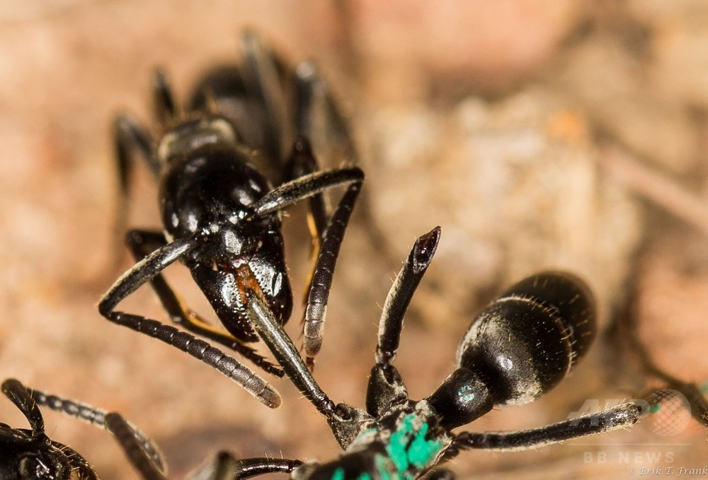 傷ついた仲間を手当てして回復させるアリ 独研究 写真2枚 国際ニュース Afpbb News