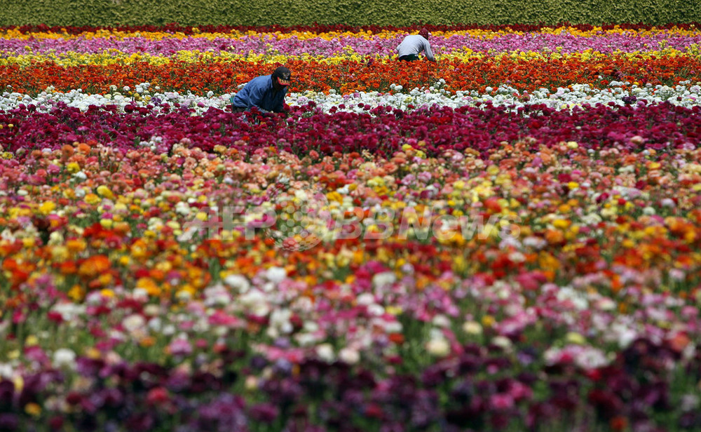 サンディエゴの花畑で一面満開のラナンキュラス 写真11枚 国際ニュース Afpbb News