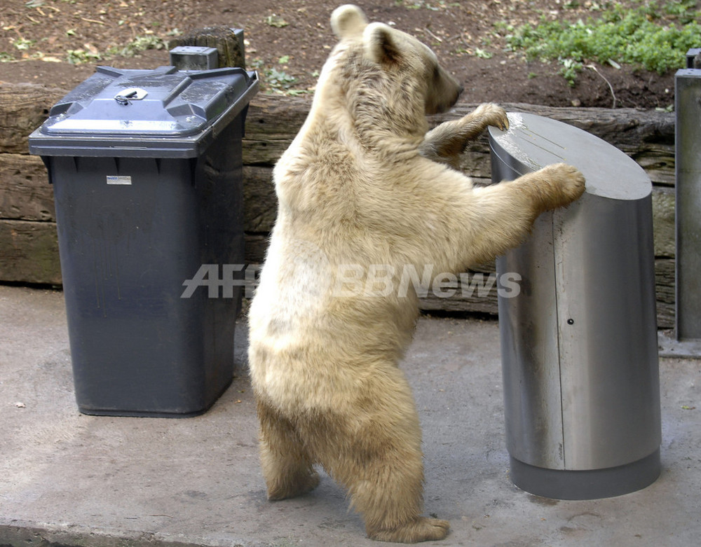 クマが餌をあされない」ごみ箱、スイスで開発 写真3枚 国際ニュース