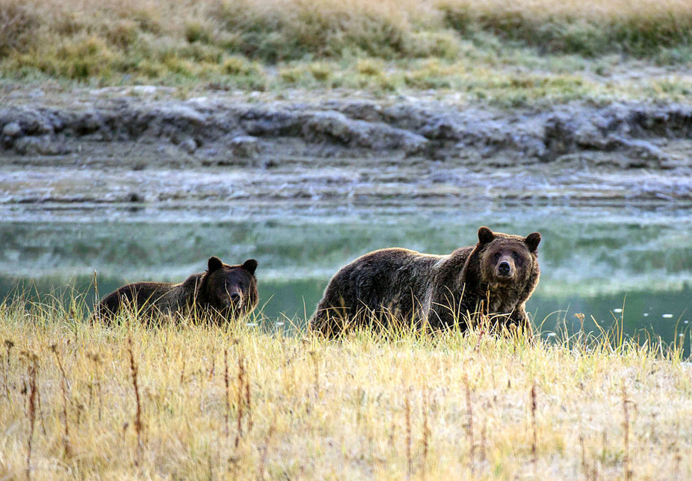 米イエローストーン国立公園でクマ襲撃か、男性の遺体発見 写真1枚 国際ニュース：AFPBB News