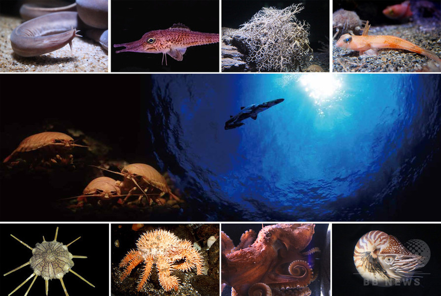 「未知なる海底谷 深海リウム」を新設、横浜・八景島シーパラダイス