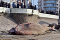 フランス西部レ・サーブル・ドロンヌ（Les Sables d&apos;Olonne）の海岸で25日早朝、全長18メートルのクジラが打ち上げられているのがみつかった。

写真は、浜辺に横たわるクジラと集まった人たち（2013年1月25日撮影）。(c)AFP/FRANK PERRY