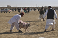 アフガニスタン北部のマザリシャリフ（Mazar-i Sharif）で22日、ウシではなくヒツジやラクダを闘わせる催しが開かれた。

　アフガニスタン暦で元日にあたる21日からマザリシャリフで開催されている祝祭には、アフガニスタン全土から大勢の人びとが集まっている。闘牛ならぬ「闘羊」や「闘ラクダ」も、新年の訪れを祝う伝統行事の1つだ。

　春分の日の21日を新年の祭日とするノールーズは、トルコやイラン、イラク、中央アジアやアゼルバイジャンなど、世界各地で幅広く祝われている（2011年3月22日撮影）。(c)AFP/Massoud HOSSAINI 

&lt;a href=&quot;http://www.youtube.com/user/afpbbnews#p/a/u/3/34LbTaHRgvQ&quot; target=&quot;_blank&quot;&gt;&lt;b&gt;【動画】「闘ラクダ」の映像（YouTube/AFPBB News公式チャンネル）&lt;/b&gt;&lt;/a&gt;