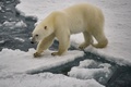 フランツヨシフ諸島のゲオルグ島沖のホッキョクグマ（2021年8月22日撮影）。(c)Ekaterina ANISIMOVA / AFP