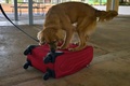 パナマのトクメン国際空港で探知犬として訓練を受ける「ミリ」（2022年7月27日撮影）。(c)Luis ACOSTA / AFP