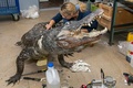 ロシア・モスクワのダーウィン博物館で、2020年5月に84歳で死んだワニ、「サターン」の剥製に作業を施す専門家（2020年10月2日撮影）。(c)AFP PHOTO / The Darwin Museum / handout