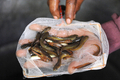 インド・ハイデラバード（Hyderabad）で8日、Bathini Goudさんによる「魚療法（Fish Medicine）」が行われ、投薬を受けるために全国から数千人が集まった。「魚療法」はぜんそくなどの気管支系疾患に効くとして、同国南部に暮らすこの一家が158年前から代々行っている療法で、薬草から作られた秘伝の薬を生きた魚にくわえさせ、順番に患者の口の中に落としていくというもの。投薬は6月のモンスーン到来とともに訪れる縁起の良い日「Mrigasira Karti」に行われる。写真は、投薬に使われる生きた魚（2009年6月8日撮影）。(c)AFP/Noah SEELAM