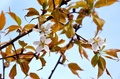 岐阜県岐阜市・願成寺（Ganjoji）で開花した「宇宙桜」。中将姫誓願桜保存会（Chujo-Hime-Seigan-Zakura Preservation Society）提供（2014年4月3日撮影）。(c)AFP/CHUJO-HIME-SEIGAN-ZAKURA PRESERVATION SOCIETY