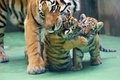 チェコ東部オロモウツの動物園でお披露目された双子のシベリアトラの子どもと世話を焼く母親トラ（2015年6月30日撮影）。(c)AFP/RADEK MICA