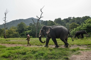 インドの野生ゾウ、訓練で他の野生ゾウの襲撃阻止に協力