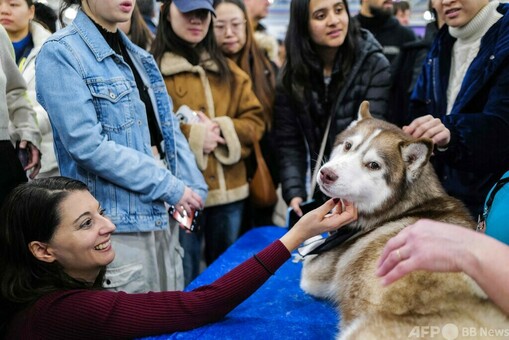 アートプリント ニューヨーク 地下鉄 柴犬 アート アートプリント A4 犬 柴犬 黒 黒柴 切り絵 はり絵 ニューヨーク ピンキーパイロット セレクト雑貨aube Yahoo 店 - 通販 - Yahoo ショッピング